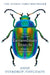 Extraordinary Insects by Anne Sverdrup-Thygeson
