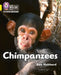 Chimpanzees by Ben Hubbard