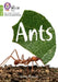 Ants by Danny Pearson
