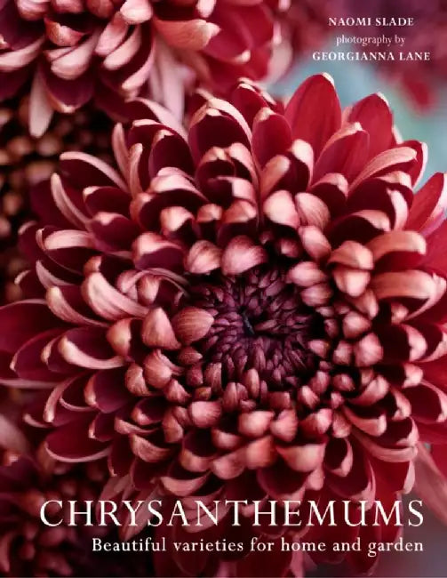 Chrysanthemums by Naomi Slade