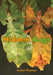Hidden Bugs by Isabel Thomas