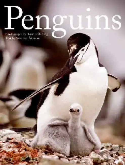 Penguins by Brutus Ostling