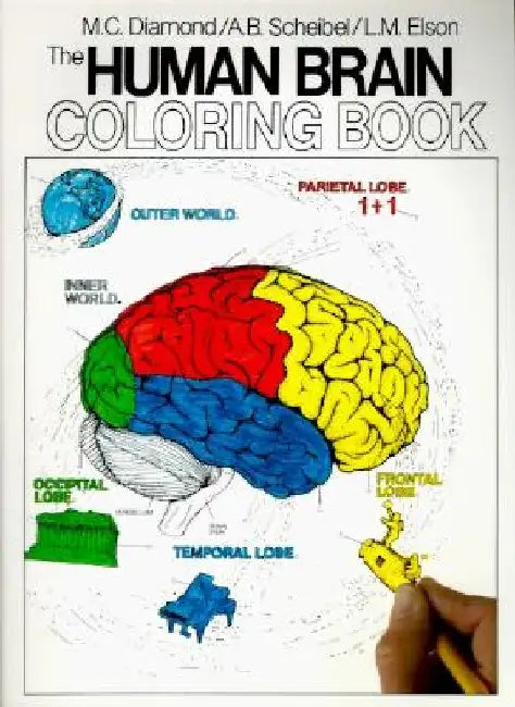 The Human Brain Coloring Book by Marian C. Diamond