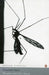 Mosquito And Other Stories by Premendra Mitra
