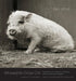 Allowed to Grow Old: Portraits of Elderly Animals from Farm Sanctuaries by Isa Leshko