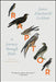 Raptor: A Journey Through Birds by James MacDonald Lockhart, James MacDonald Lockhart
