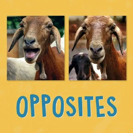 Opposites by Kathy Knowles