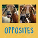 Opposites by Kathy Knowles