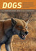 Dogs - Their Fossil Relatives and Evolut by Xiaoming Wang