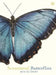 Sensational Butterflies by Ben Rothery