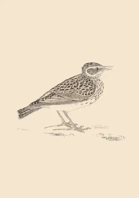 Sonnets for Birds by Mark Staniforth