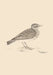 Sonnets for Birds by Mark Staniforth