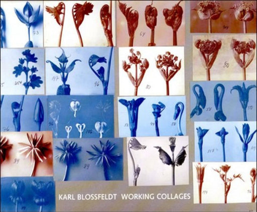 Karl Blossfeldt: Working Collages by Ann Wilde