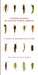 Common Nymphs of Eastern North America: A Primer for Flyfishers and Flytiers by Caleb J. Tzilkowski, Jay R. Stauffer Jr