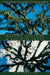 Nature, Culture, and Big Old Trees: Live Oaks and Ceibas in the Landscapes of Louisiana and Guatemala by Kit Anderson