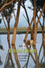 All the Trees of the Forest: Israel's Woodlands from the Bible to the Present by Alon Tal