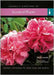 Cassell'S Directory Of Scented Plants: Everything You Need to Create a Garden by Squire David, Lucy Huntington