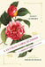 A Victorian Flower Dictionary: The Language of Flowers Companion by Mandy Kirkby