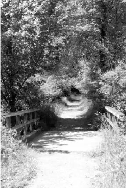 bridges by M. Montalbano