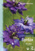 Understanding Syntax by Maggie Tallerman