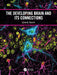 The Developing Brain and its Connections by Bianchi, Lynne M.