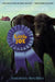 Little Joe by Sandra Neil Wallace