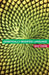 Genetically Modified Language: The Discourse of Arguments for GM Crops and Food by Guy Cook