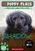 Puppy Place, The #03: Shadow by Ellen Miles