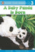 A Baby Panda Is Born by Kristin Ostby