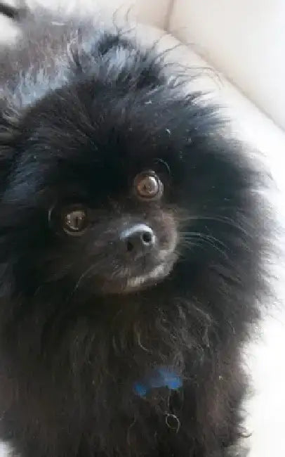 Pomeranian Cuteness by Sir Michael Huhn