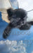 Angel Dog in Heaven by Michael Huhn