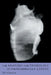 The Anatomy and Physiology of the Mammalian Larynx by D. F. N. Harrison