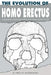 The Evolution Of Homo Erectus: Comparative Anatomical Studies Of An Extinct Human Species