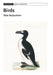 Birds by Dale Serjeantson
