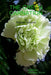 The Green Carnation by Robert Hichens