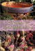 The Essence of Herbal and Floral Teas by Mary El-Baz