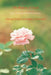 The Reality of Truth: Poetic Healing for Victims of Abuse by Michael Rother