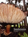 Seashrooms by Paul Foeckler