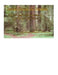 Teaching Grammar with Literature: Subject and Verb agreement with Hansel and Gretel by Beverly Fields