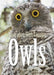 Australian High Country Owls by Jerry Olsen