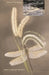 A Walk Around the Pond: Insects in and Over the Water by Gilbert Waldbauer