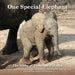 One Special Elephant: The Story of Penelope Petunia by The Fifth Graders of P. S. 107 John W. K