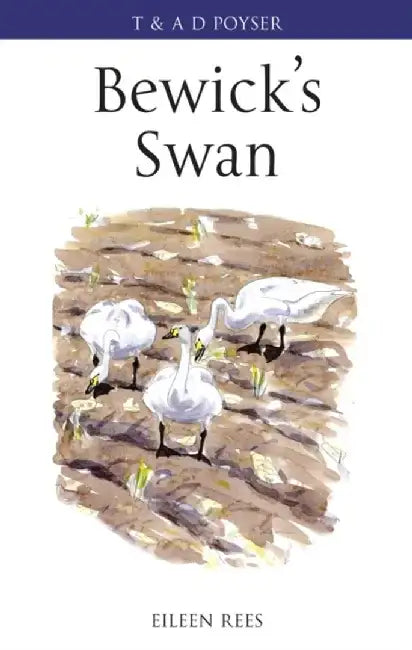Bewick's Swan by Eileen Rees