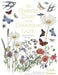 The Country Diary of an Edwardian Lady Colouring Book by Edith Holden