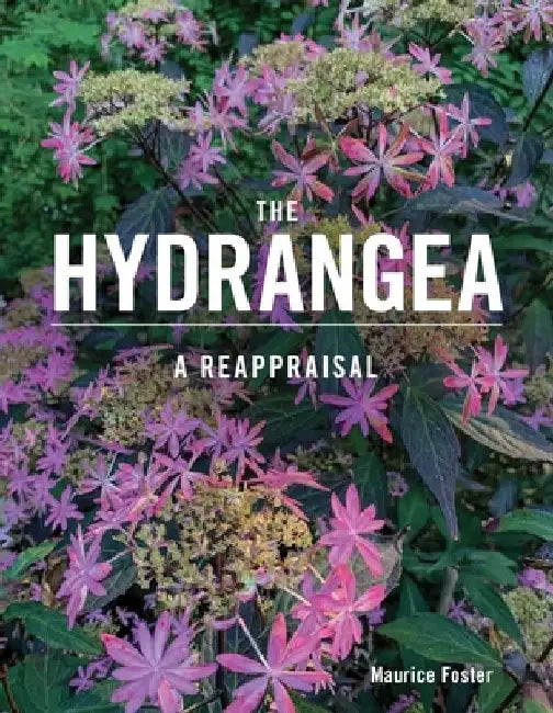 The Hydrangea: A Reappraisal by Maurice Foster