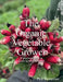 Organic Vegetable Grower: A Practical Guide to Growing for the Market by Phil Sumption