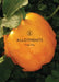 Allotments by Marcia B. Siegel