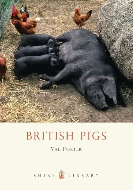 British Pigs by Tom Holloway