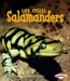 Salamanders by Robin Nelson