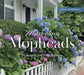 Marvelous Mopheads: Hydrangeas for Home & Garden by Joan Harrison